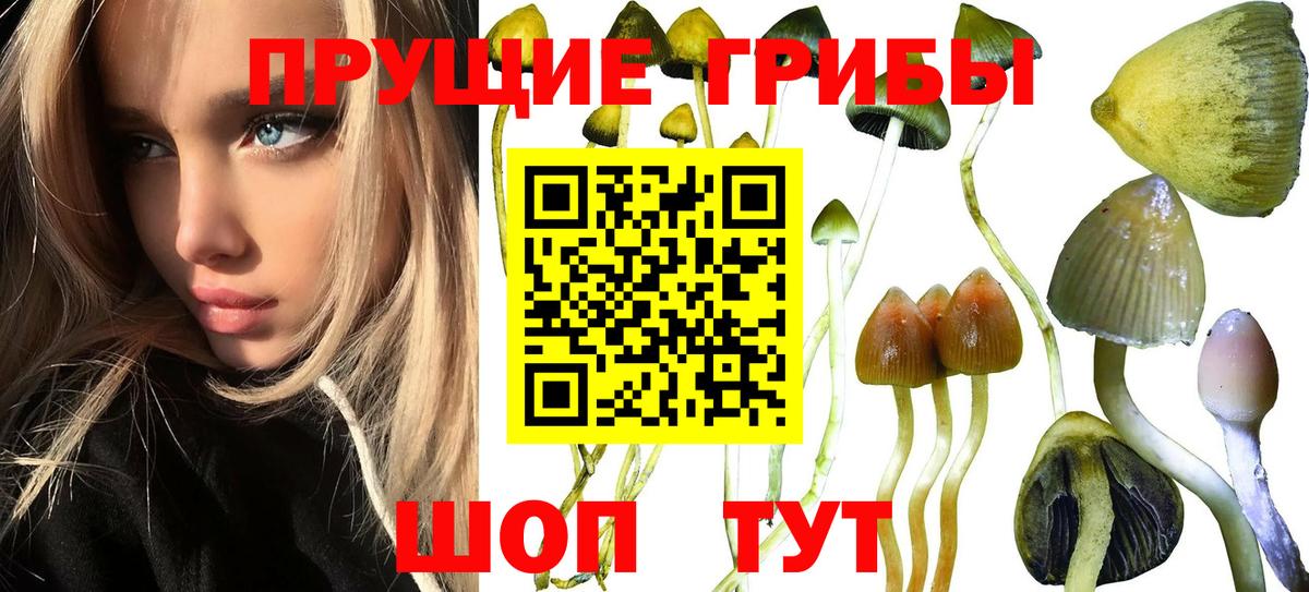Галлюциногенные грибы Psilocybe Алапаевск